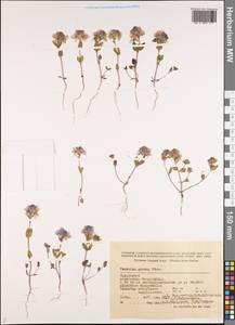 Veronica amoena M. Bieb., Middle Asia, Caspian Ustyurt & Northern Aralia (M8) (Kazakhstan)