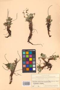 Potentilla alba L., Eastern Europe, Belarus (E3a) (Belarus)