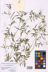 Vicia sativa subsp. nigra (L.)Ehrh., Eastern Europe, Western region (E3) (Russia)