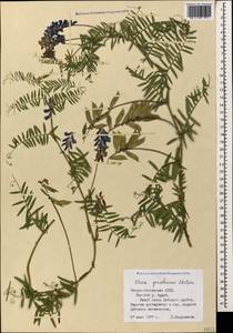 Vicia tenuifolia subsp. subalpina (Grossh.) Zernov, Caucasus, North Ossetia, Ingushetia & Chechnya (K1c) (Russia)