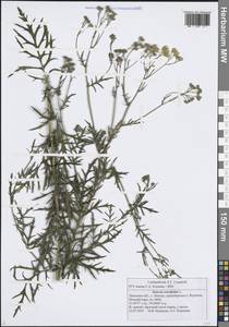 Jacobaea erucifolia subsp. erucifolia, Eastern Europe, Central forest-and-steppe region (E6) (Russia)