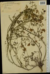 Coronilla varia L., Eastern Europe, West Ukrainian region (E13) (Ukraine)