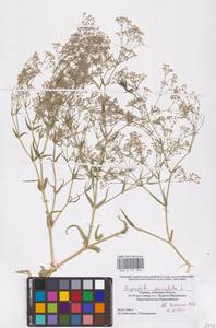 Gypsophila paniculata L., Eastern Europe, South Ukrainian region (E12) (Ukraine)