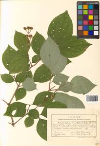 Philadelphus tenuifolius Rupr. & Maxim., Siberia, Russian Far East (S6) (Russia)