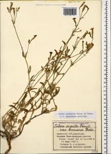 Silene sisianica Boiss. & Buhse, Caucasus, Armenia (K5) (Armenia)