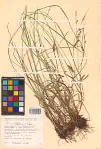 Carex distans L., Eastern Europe, Lower Volga region (E9) (Russia)