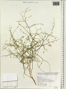 Aethionema spinosum (Boiss.) Prantl, South Asia, South Asia (Asia outside ex-Soviet states and Mongolia) (ASIA) (Iran)