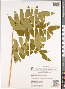 Osmunda japonica Thunb., Siberia, Russian Far East (S6) (Russia)