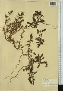 Salsola, Western Europe (EUR) (Netherlands)