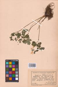 Isopyrum thalictroides L., Eastern Europe, North Ukrainian region (E11) (Ukraine)