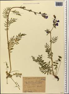 Polemonium caucasicum N. Busch, Caucasus, Stavropol Krai, Karachay-Cherkessia & Kabardino-Balkaria (K1b) (Russia)
