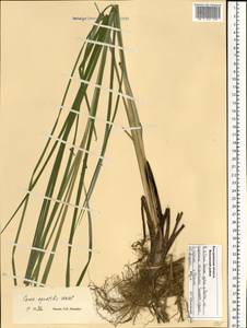 Carex aquatilis Wahlenb., Eastern Europe, Central forest region (E5) (Russia)