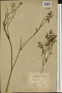 Silaum silaus (L.) Schinz & Thell., Eastern Europe, Central forest-and-steppe region (E6) (Russia)