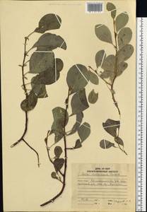 Salix chamissonis Andersson, Siberia, Chukotka & Kamchatka (S7) (Russia)
