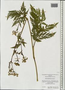 Chaerophyllum aureum L., Eastern Europe, Central forest region (E5) (Russia)