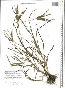 Eleusine indica (L.) Gaertn., Caucasus, Black Sea Shore (from Novorossiysk to Adler) (K3) (Russia)