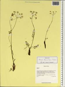 Carum buriaticum Turcz., South Asia, South Asia (Asia outside ex-Soviet states and Mongolia) (ASIA) (China)