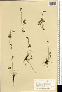 Thalictrum alpinum L., Mongolia (MONG) (Mongolia)