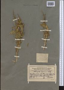 Astragalus ugamicus Popov, Middle Asia, Western Tian Shan & Karatau (M3) (Kazakhstan)
