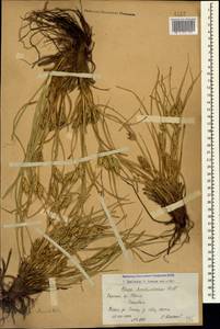 Carex hordeistichos Vill., Caucasus, Armenia (K5) (Armenia)