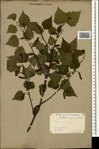 Betula pendula Roth, Caucasus, Stavropol Krai, Karachay-Cherkessia & Kabardino-Balkaria (K1b) (Russia)