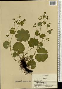 Alchemilla sarmatica Juz., Eastern Europe, Middle Volga region (E8) (Russia)