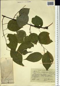 Actinidia polygama (Siebold & Zucc.) Maxim., Siberia, Russian Far East (S6) (Russia)