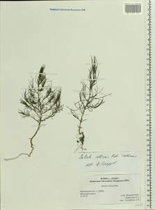 Salsola collina Pall., Eastern Europe, Moscow region (E4a) (Russia)