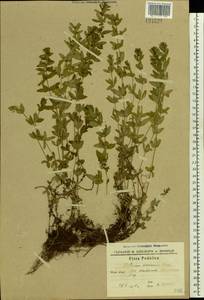 Cruciata glabra (L.) Opiz, Eastern Europe, South Ukrainian region (E12) (Ukraine)