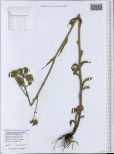 Pilosella cymosa subsp. cymosa, Caucasus, Stavropol Krai, Karachay-Cherkessia & Kabardino-Balkaria (K1b) (Russia)