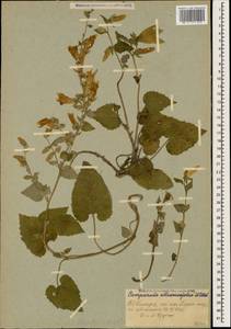 Campanula alliariifolia Willd., Caucasus, Stavropol Krai, Karachay-Cherkessia & Kabardino-Balkaria (K1b) (Russia)