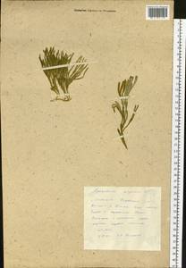 Diphasiastrum alpinum (L.) Holub, Siberia, Russian Far East (S6) (Russia)