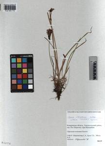 KUZ 003 172, Carex orbicularis Boott, Siberia, Altai & Sayany Mountains (S2) (Russia)