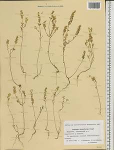 Alyssum turkestanicum Regel & Schmalh. ex Regel, Eastern Europe, Middle Volga region (E8) (Russia)