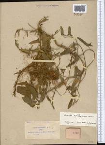Cuscuta epithymum (L.) L., Middle Asia, Pamir & Pamiro-Alai (M2) (Uzbekistan)