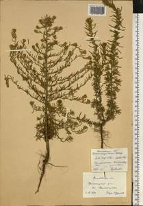 Sedobassia sedoides (Pall.) Freitag & G. Kadereit, Eastern Europe, Rostov Oblast (E12a) (Russia)