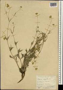 Lomelosia argentea (L.) Greuter & Burdet, South Asia, South Asia (Asia outside ex-Soviet states and Mongolia) (ASIA) (Turkey)