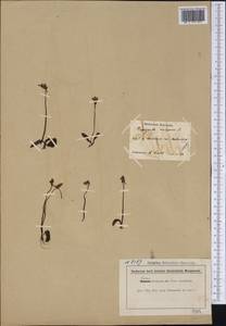 Pinguicula vulgaris L., America (AMER) (Canada)
