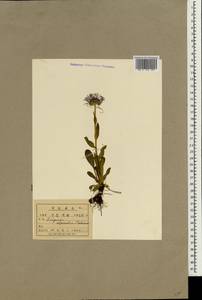 Erigeron alpicola Makino, South Asia, South Asia (Asia outside ex-Soviet states and Mongolia) (ASIA) (North Korea)