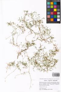 Stellaria longifolia (Regel) Muhl. ex Willd., Eastern Europe, Moscow region (E4a) (Russia)