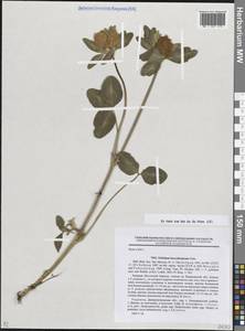 Trifolium pratense subsp. pratense, Eastern Europe, South Ukrainian region (E12) (Ukraine)