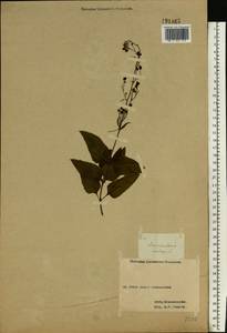 Scrophularia nodosa L., Eastern Europe, Western region (E3) (Russia)