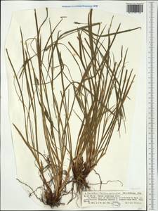 Carex depauperata Curtis ex Stokes, Western Europe (EUR) (Romania)