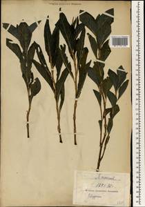 Polygonum, South Asia, South Asia (Asia outside ex-Soviet states and Mongolia) (ASIA) (Japan)