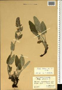 Stachys germanica L., Crimea (KRYM) (Russia)