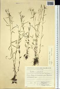 Epilobium davuricum Fisch. ex Hornem., Siberia, Chukotka & Kamchatka (S7) (Russia)