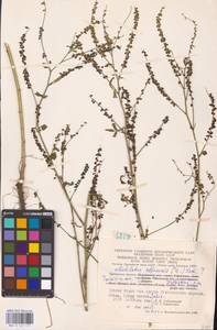 Melilotus officinalis (L.) Lam., Eastern Europe, Central region (E4) (Russia)