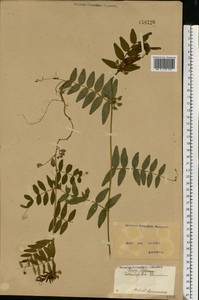 Vicia sepium L., Eastern Europe, North Ukrainian region (E11) (Ukraine)