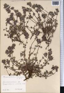 Dracocephalum stamineum Kar. & Kir., Middle Asia, Northern & Central Tian Shan (M4) (Kazakhstan)