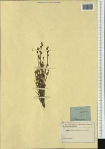 Asphodelus fistulosus L., Western Europe (EUR) (Not classified)